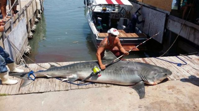 Καρχαρίας τίγρης πιάστηκε στο αγκίστρι